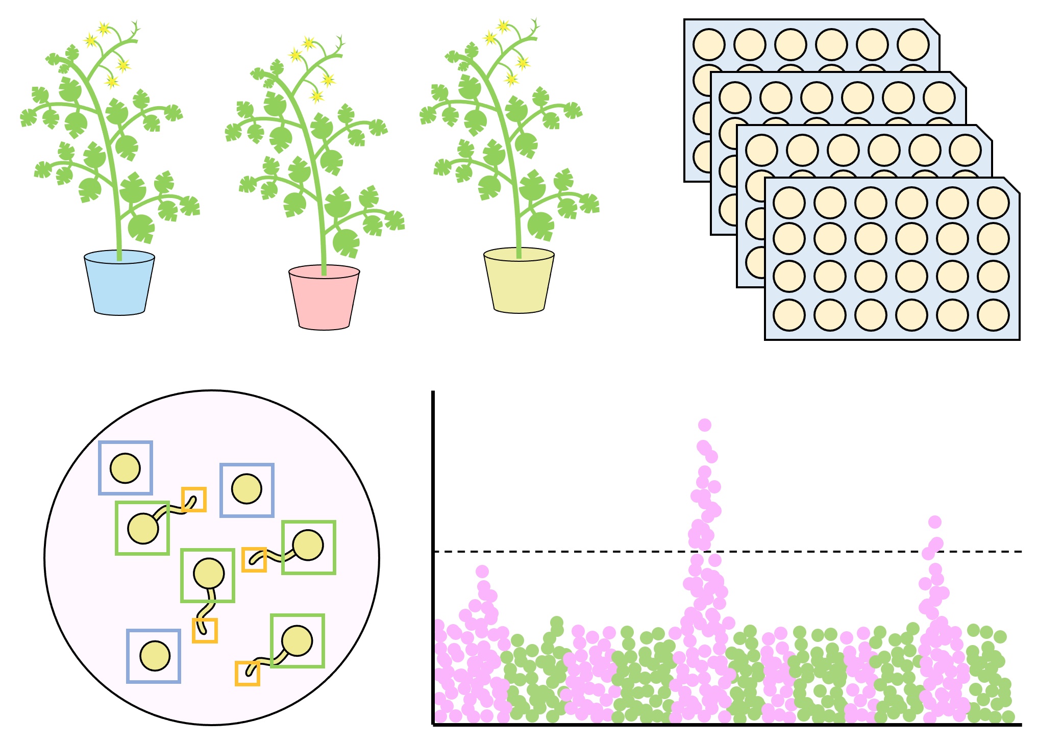 Diagram of tomato thermotolerance experiment