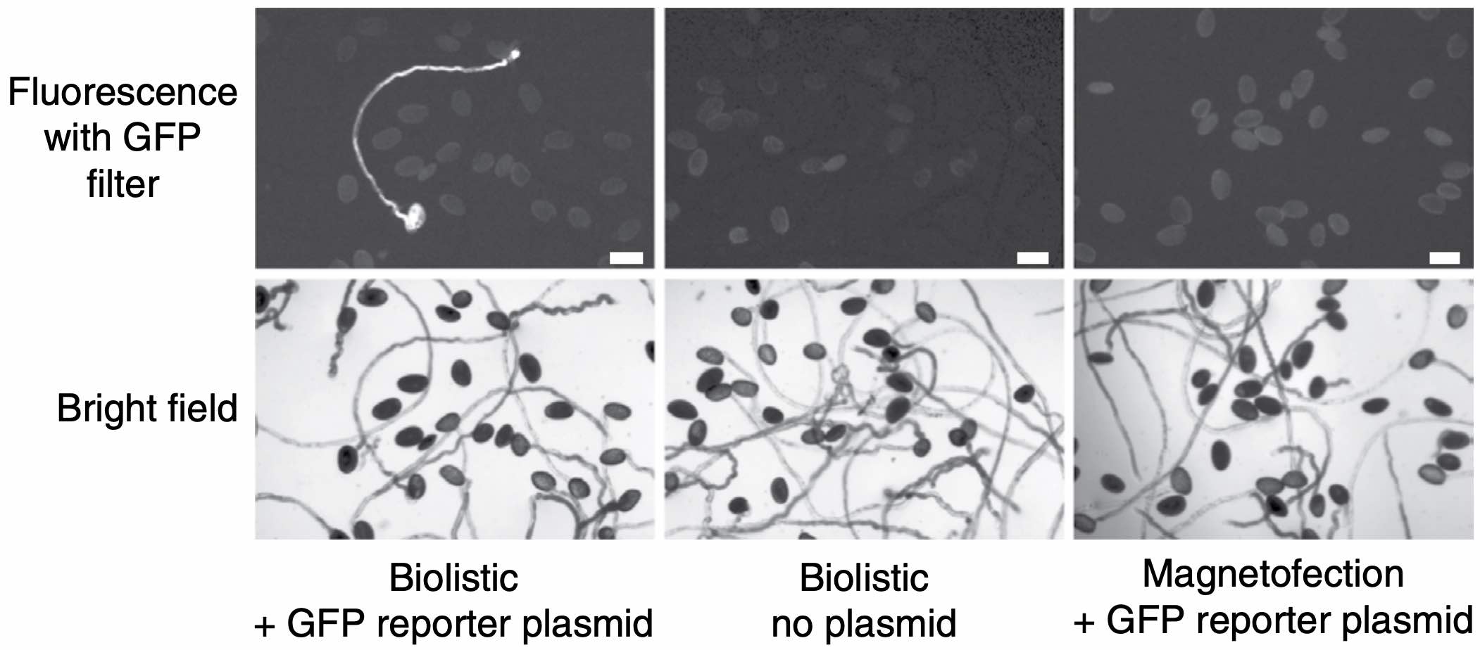 Microscope images of biolistic pollen transformation