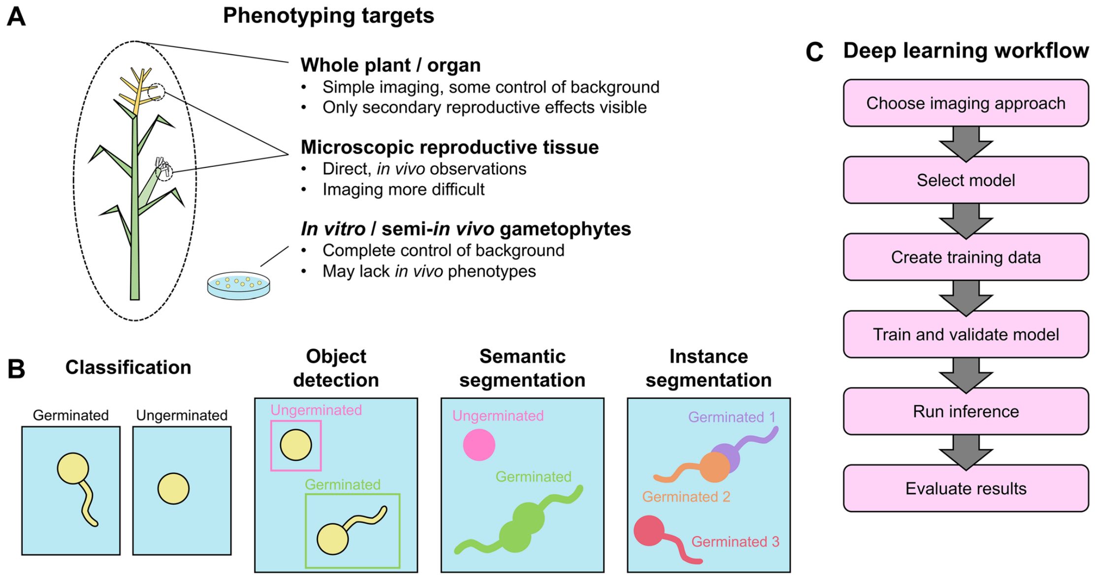 Deep learning in plant reproduction phenotyping