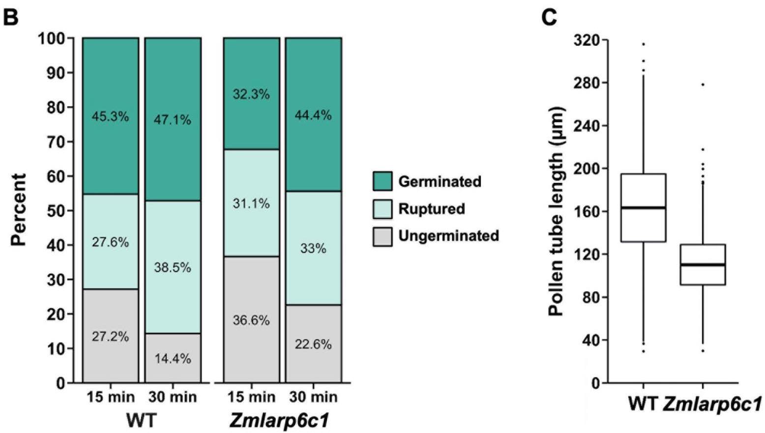 ZmLARP6c1 pollen phenotypes